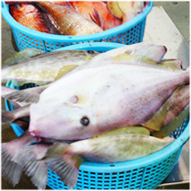 鎌倉魚市場画像